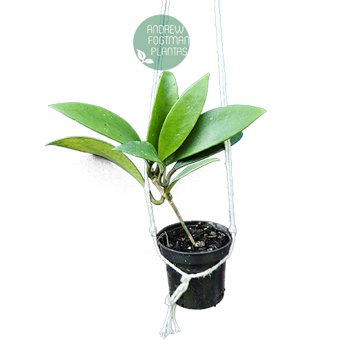 Flor de cera Hoya micrantha muda enraizada no pote nº 6