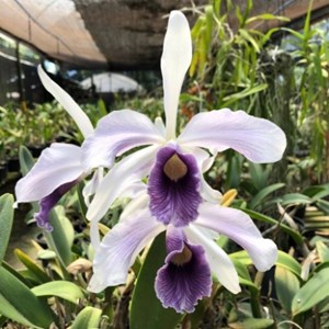 Orquídea Cattleya C.G. Roebling