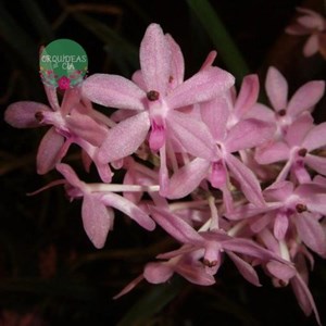 Orquídea Ascocentrum christensonianum (Vanda christensoniana)