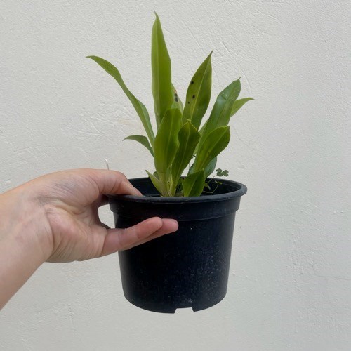 Warczewiczella amazonica (Cochleanthes)