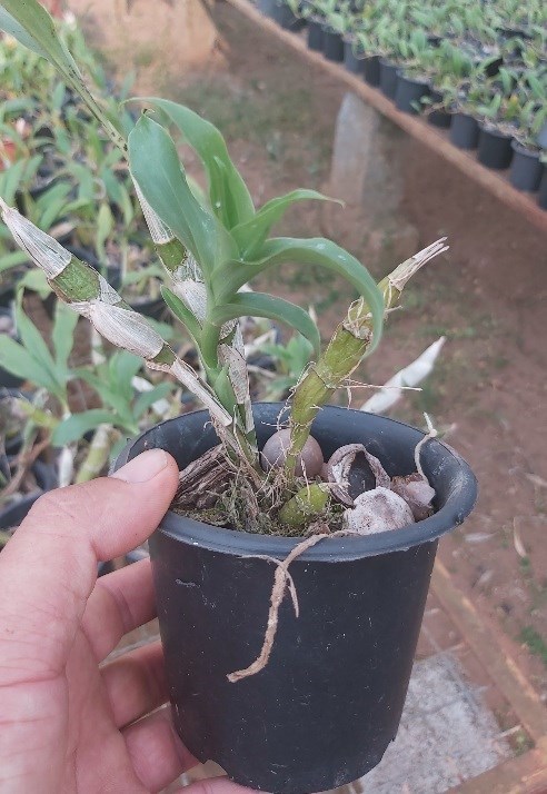 Orquídea Chysis bractescens