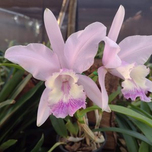 Orquídea Cat. Claridiana ( Cat. lueddemanniana X intermedia)