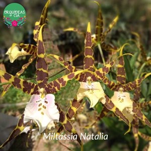 Orquídea Miltassia Natalia