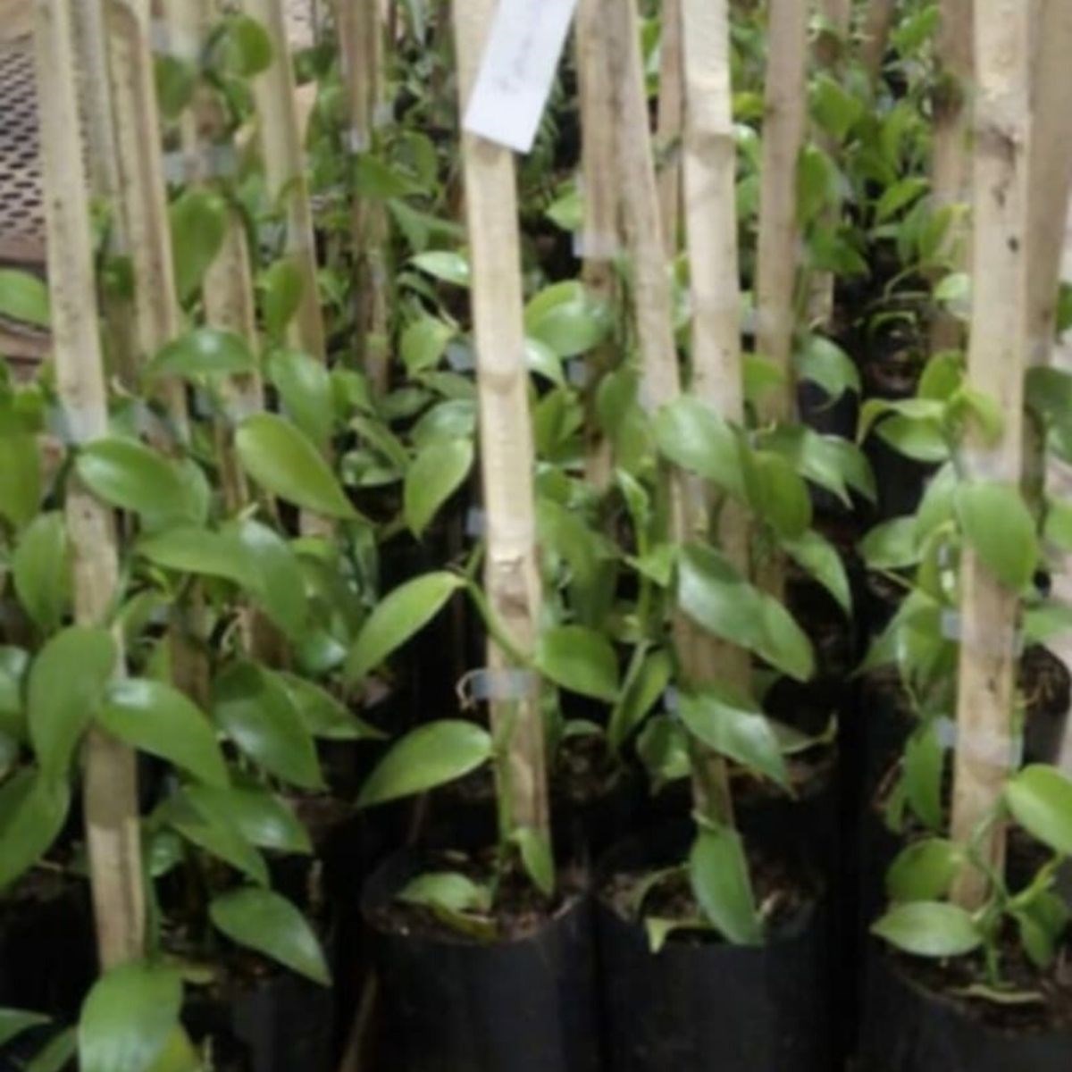 Orquídea Vanilla planifolia (baunilha mexicana)