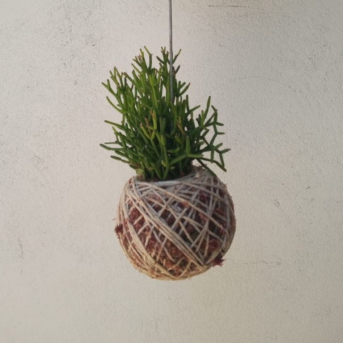 Kokedama de Folhagem Ripsalis