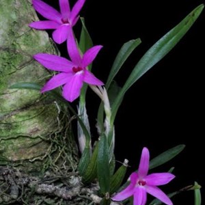 Orquídea Kit Especial - Variedades