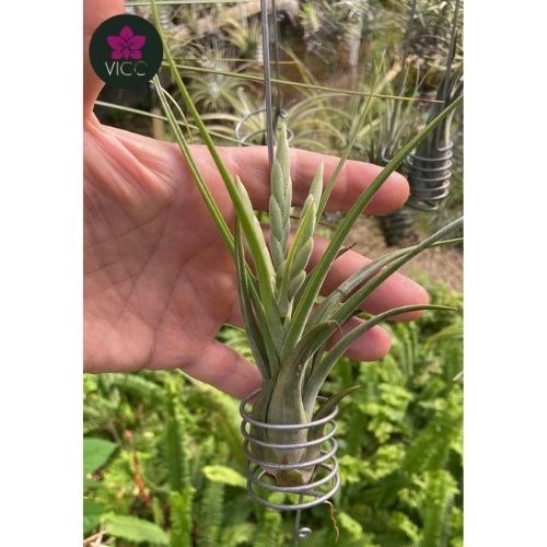 Tillandsia Circinata