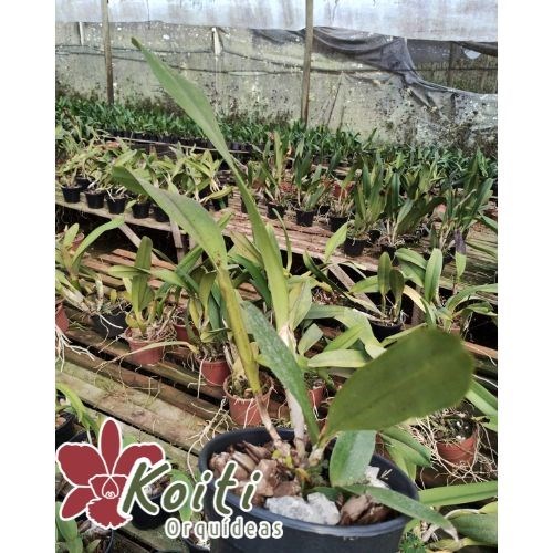 Orquídea Laelia Tenebrosa Variedade Rubra x Self - Pré adulta