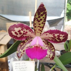 Orquídea Brassolaeliocattleya durigan x Cattleya leopoldii dark princess