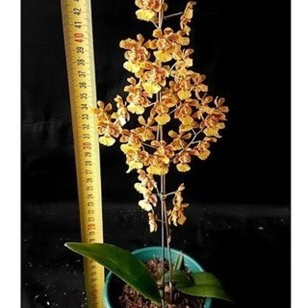 Orquídea Oncidium Flor Amarela Planta Adulta Com Vaso - Orquiloja