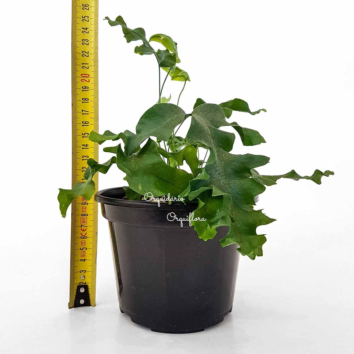 Muda Samambaia-Azul Polypodium Aureum Planta Natural