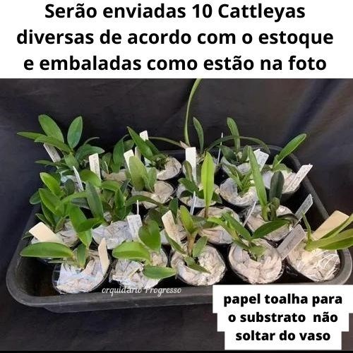 Kit com 10 Mudas De Orquídea Cattleya Diversas Cores