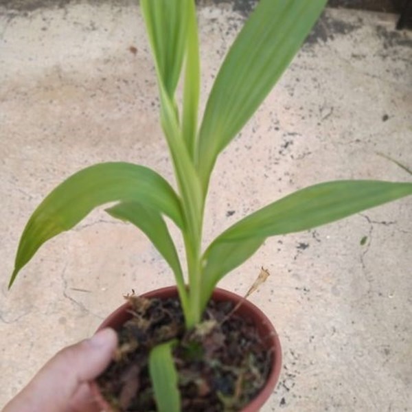 Orquídea Peristeria elata - Orquiloja