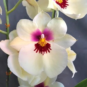 Miltoniopsis Ambre's Charm 'Cream Puff' AMAOS - ADULTO - Perfumada