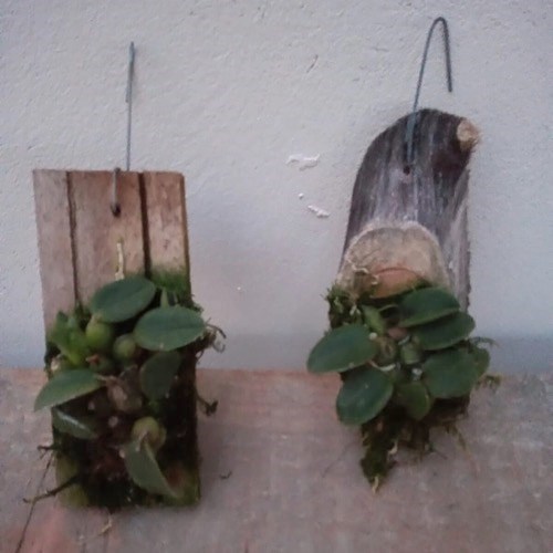 Orquídea Sophronitis cernua (Mini Cattleya)