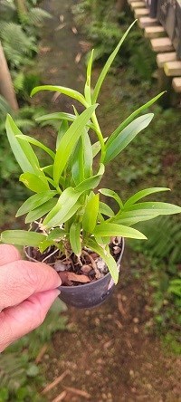 Epidendrum ( macrocarpum x embreei )