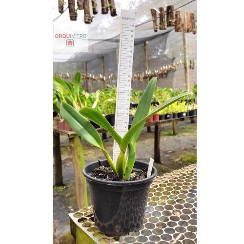 Cattleya percivaliana tipo 'Carla Porto'