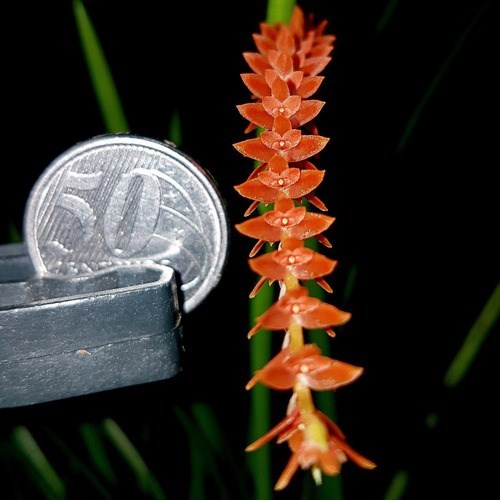 Orquídea Dendrochilum wenzelii Planta Adulta No Cachepot