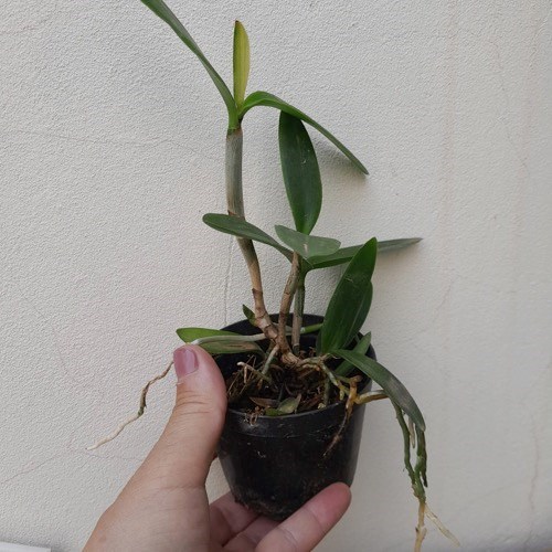 Orquídea Cattleya forbesii