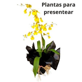 Orquídea Chuva de Ouro para Presente Dia das Mães 