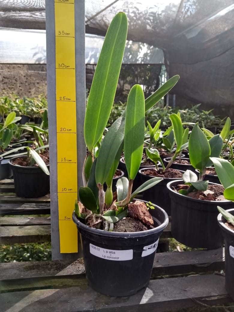 Orquídea Laelia purpurata alba x concolor