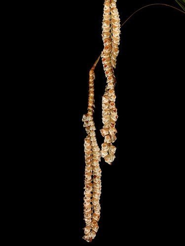 Orquídea Pholidota imbricata Guizo De Cascavel Planta Adulta