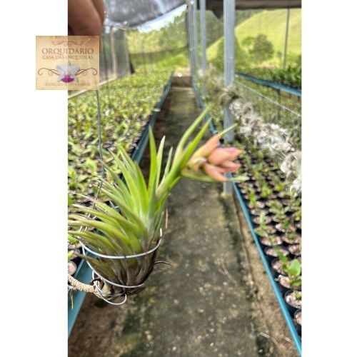 Tillandsia tenuifolia