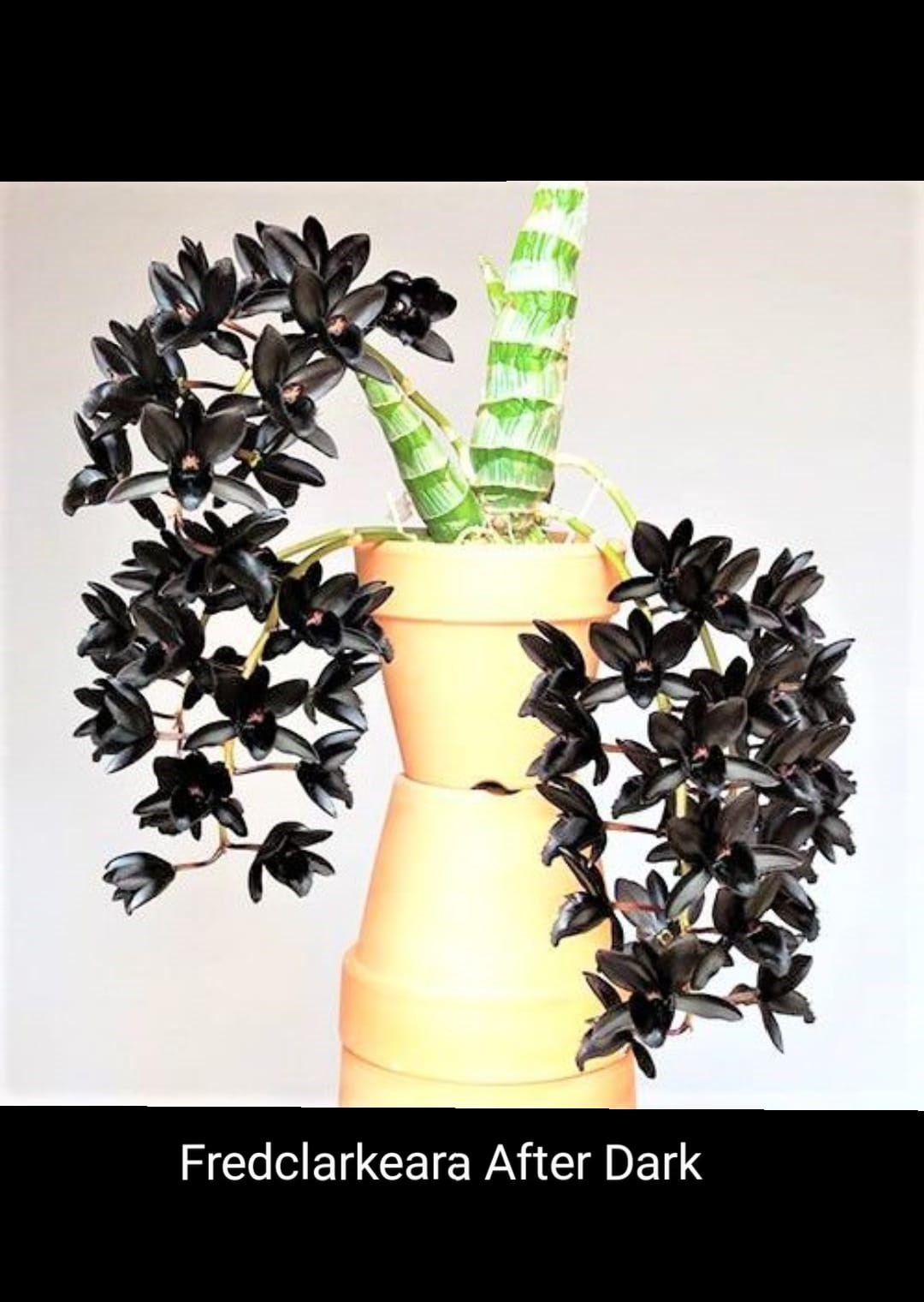 Orquídea Catasetum Negro- Fredclarkeara After Dark