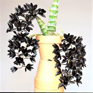Orquídea Catasetum Negro- Fredclarkeara After Dark