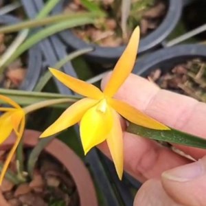 BRASSANTHE SUNNY DELIGHT ( ADULTA )