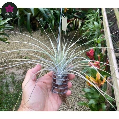 Tillandsia Costaricana 