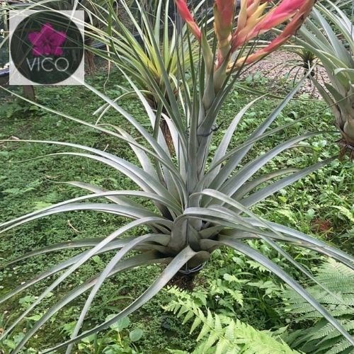 Tillandsia x marceloi