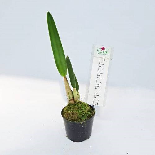 Orquídea Hoffmannseggella rupestris