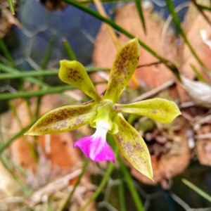 Orquídea Encyclia Bracteata