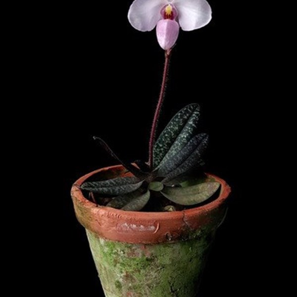 Orquídea Rara Sapatinho Paphiopedilum ! Planta Adulta ! - Orquiloja