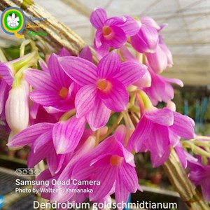 Dendrobium goldschmidtianum - Adulto