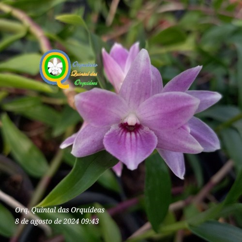 Den. victoria reginae (Japan select) x Den. Boosii - Adulto