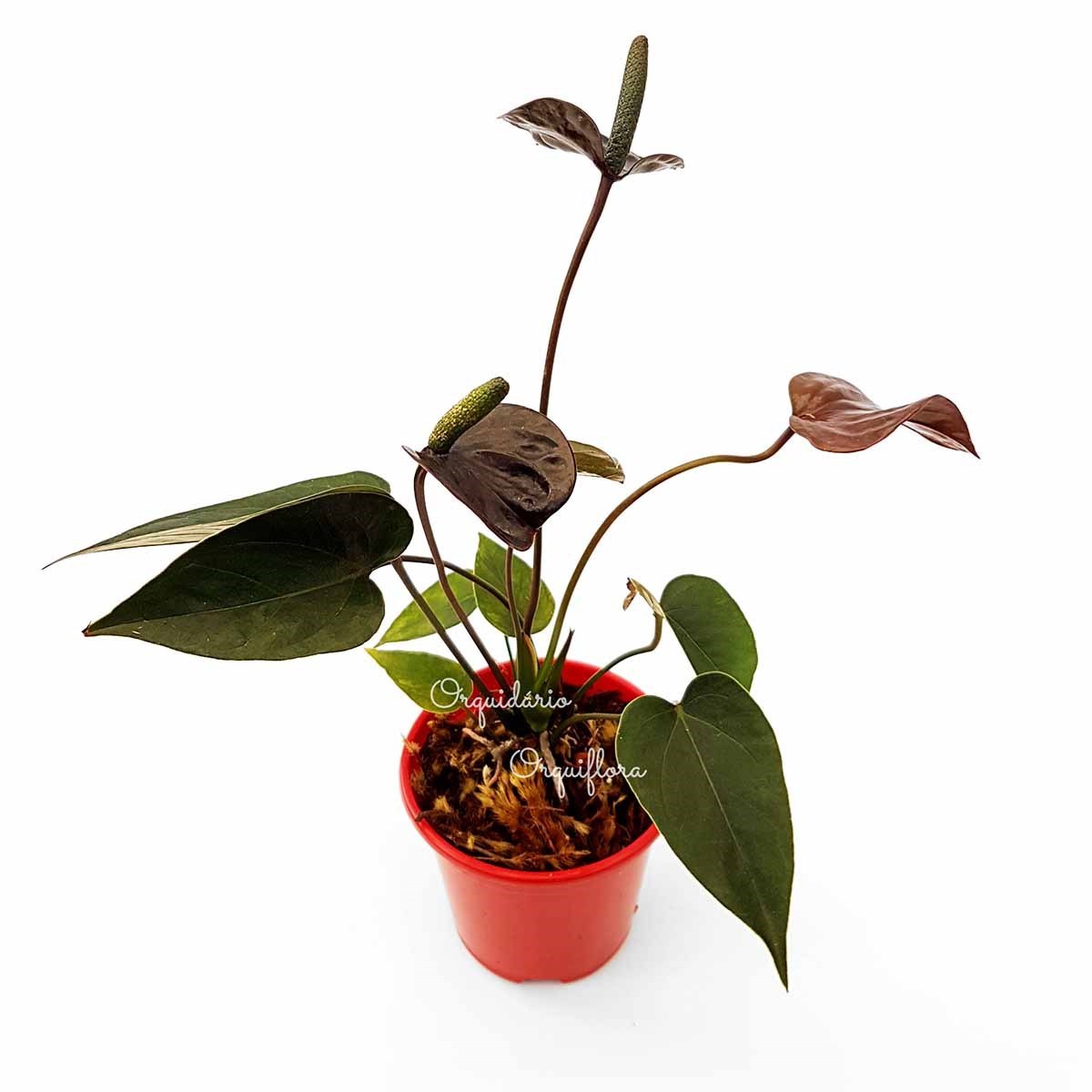 Mini Antúrio Negro Planta Natural Adulta Com Vaso