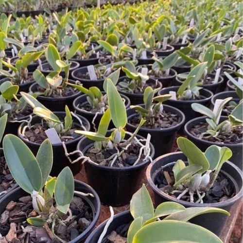 Orquídea Cattleya walkeriana Equilíbrio X Cw.top Coerulea X Cw.xisto Redonda