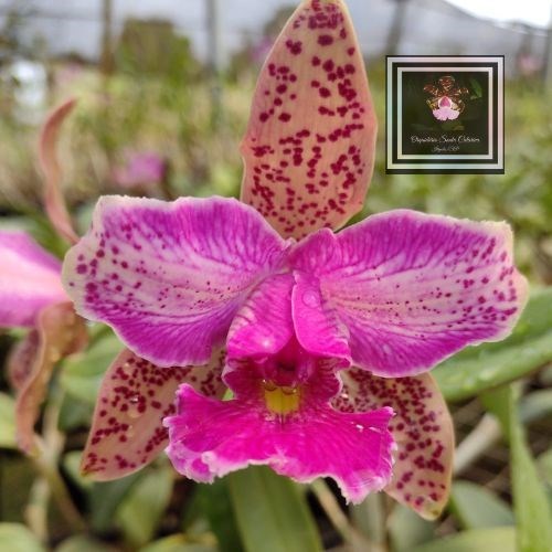 Orquídea Cat. Schilleriana x Cat. Karol Wojtyla (LANÇAMENTO) 