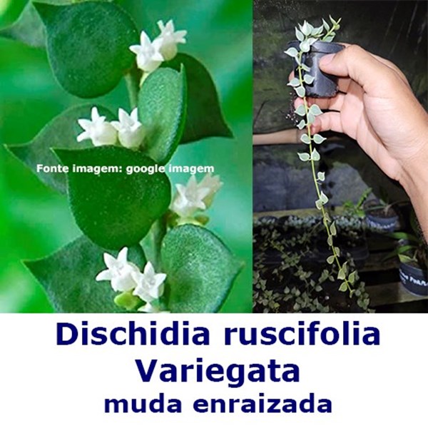Dischidia Ruscifolia Variegata - Muda Enraizada  