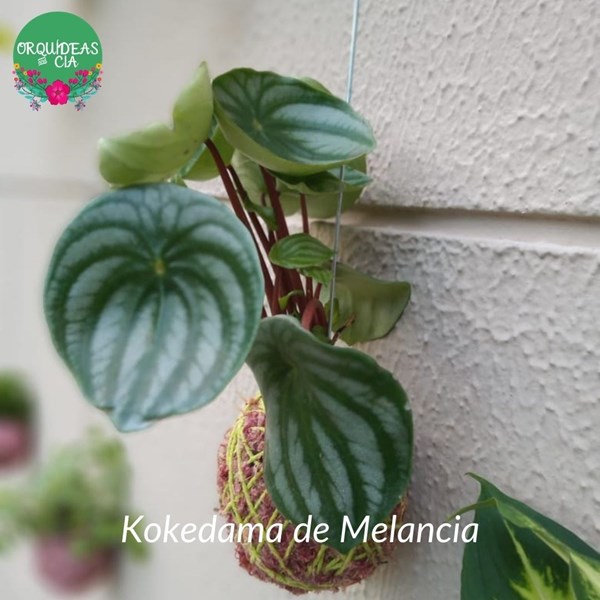 Kokedama de Folhagem Melancia