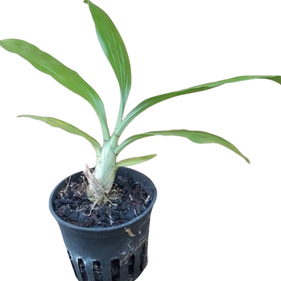 Clowesia Grace Dunn x Catasetum Demogorgon