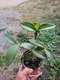 Cattleya schilleriana coerulia