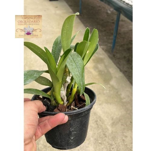 Orquídea Dendrobium chrysotoxum oculatum