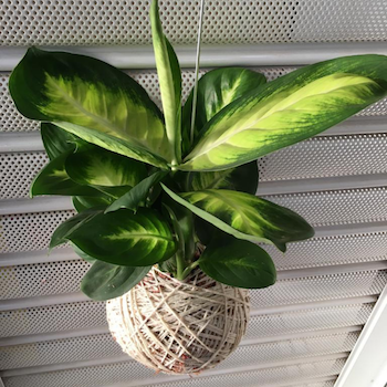 Kokedama de Folhagem Comigo-Ninguém-Pode