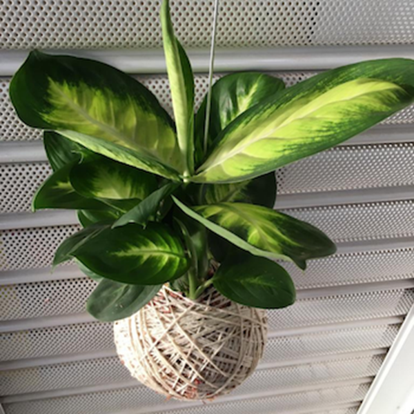 Kokedama de Folhagem Comigo-Ninguém-Pode