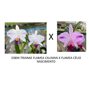 Frasco de Orquídea 33894 TRIANAE FLAMEA CALIMAN X FLAMEA CÉLIO NASCIMENTO