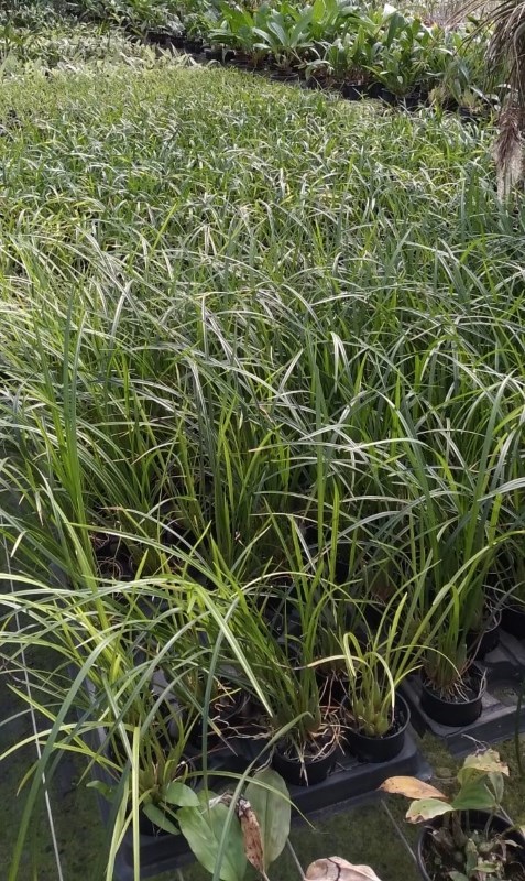 Maxillaria houtteana