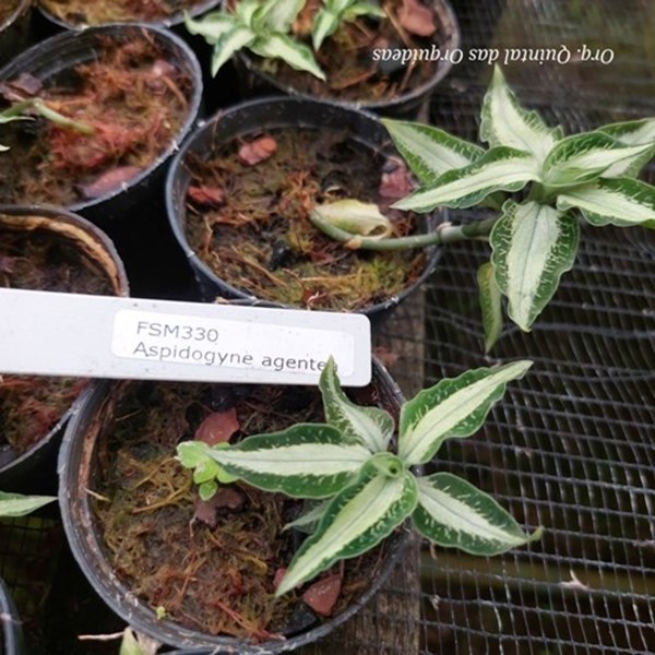 Aspidogyne agentea - Jewel Orchid - Orquídea Joia - Adulto